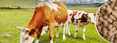 Animal Feed Lines
