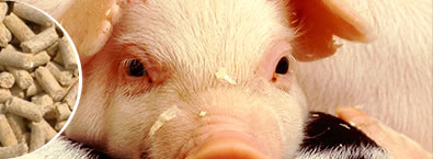 Animal Feed Lines